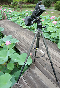 ��t�����̃n�X