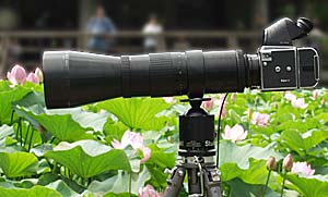 Using my 500mm F5.6 Prakticar at Chiba Koen