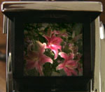 ピントが合っている