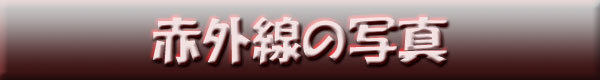 赤外線の写真