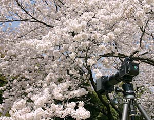 Cherry blossoms at Shinjuku Gyoen