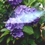 光が漏れていました。