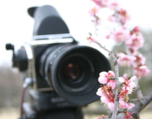Plum blossoms at Kairakuen